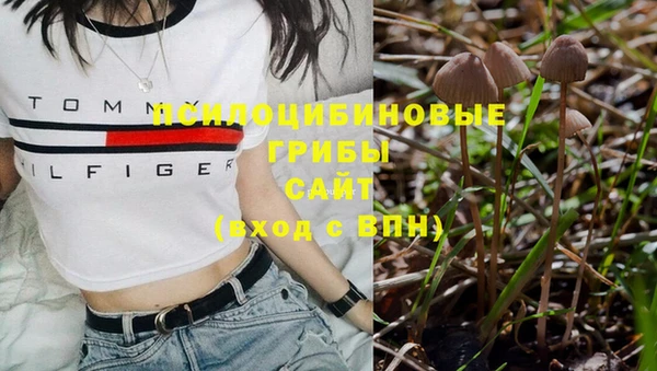 индика Бородино